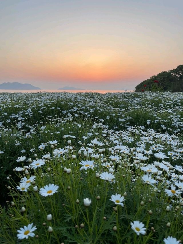 【瀬戸内海を一望する春限定の海辺の花畑】