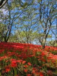 【紅の幻想】