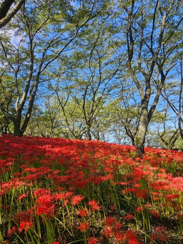 【紅の幻想】