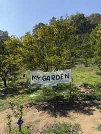 สวนส้มของฉัน my garden
