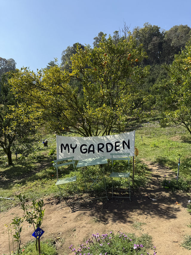 สวนส้มของฉัน my garden