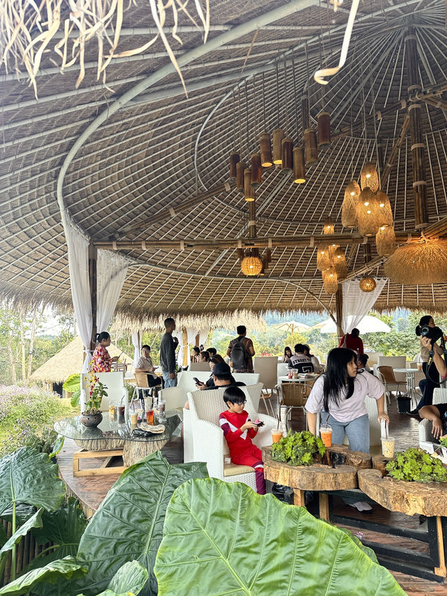Alpaca Farm ม่อนแจ่ม 🦙✨ ฟาร์มอัลปาก้าสุดน่ารัก