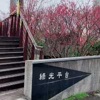 台北｜綠光平台旁盛開的粉色櫻花