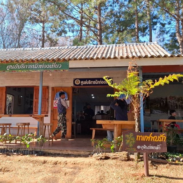 กาแฟ...พบรัก ภูหินร่องกล้า