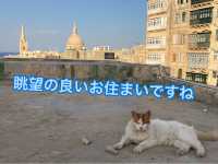 🇲🇹マルタ共和国　ねこコレクション2024.8
