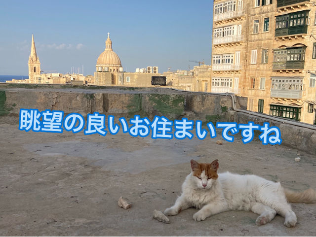 🇲🇹マルタ共和国　ねこコレクション2024.8