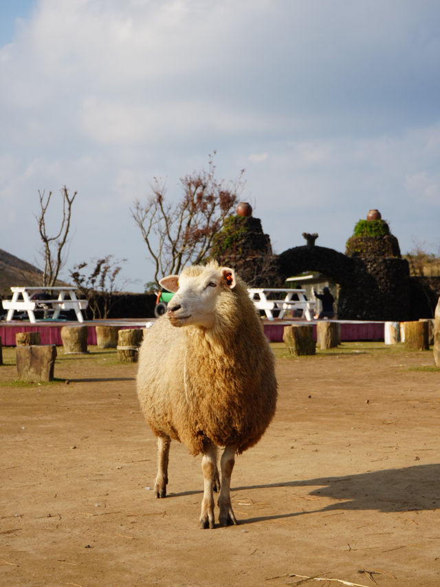 Jeju Seogwipo and cute farm! Best of the best 