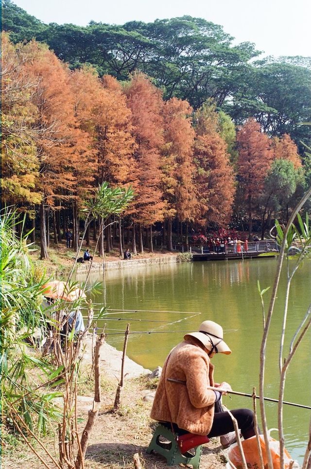 Urban Oasis in Shenzhen — The Lianhuashan Park