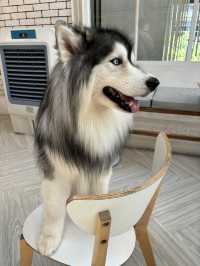 Dog In Town Café (ด็อกอินทาวน์ คาเฟ่) 
