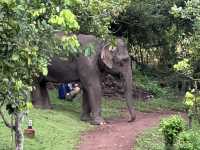 #Chang Mai elephant friends 來場跟大象近距離的接觸吧！