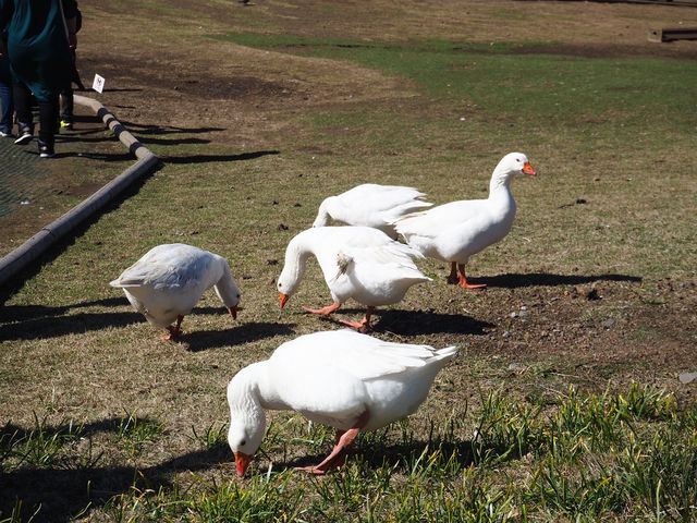 【静岡・伊東】シャボテン公園🌵