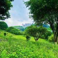 大自然的懷抱 | 樓村濕地公園