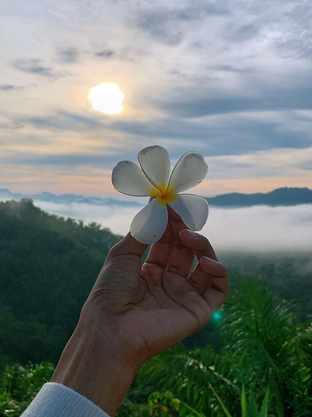 ลานกางเต็นท์ ดอยดึงดาว - พังงา
