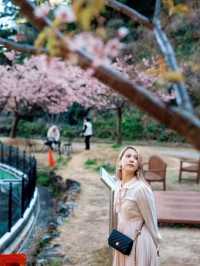 【絶景】熱海の桜が咲いてます🌸💗