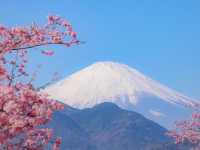 🌸 Matsuda Sakura Festival 🌸
