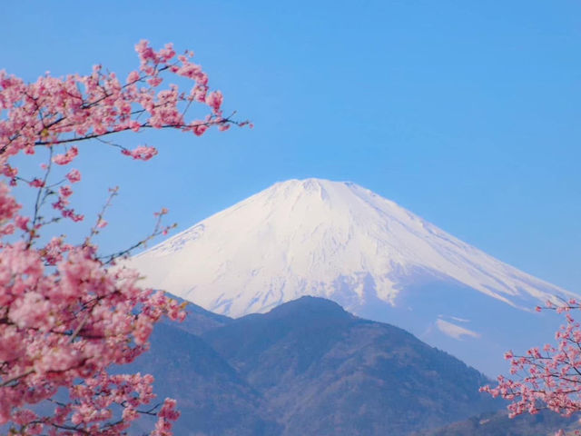🌸 Matsuda Sakura Festival 🌸