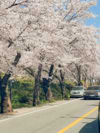 도로 전체가 벚꽃으로 뒤덮이는 십리벚꽃길🌸
