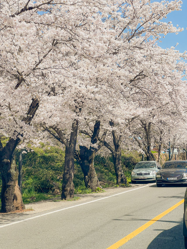 도로 전체가 벚꽃으로 뒤덮이는 십리벚꽃길🌸