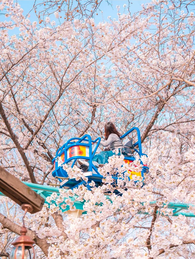 벚꽃사이를 달리는 하늘자전거가 있는 수성랜드🌸