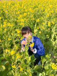 노랗게 물든 제주 산방산 유채꽃밭🌼