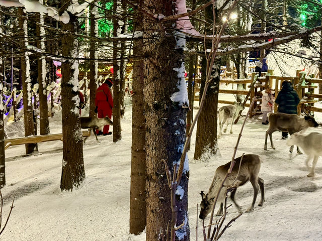 Meet the Reindeer at China Snow Town