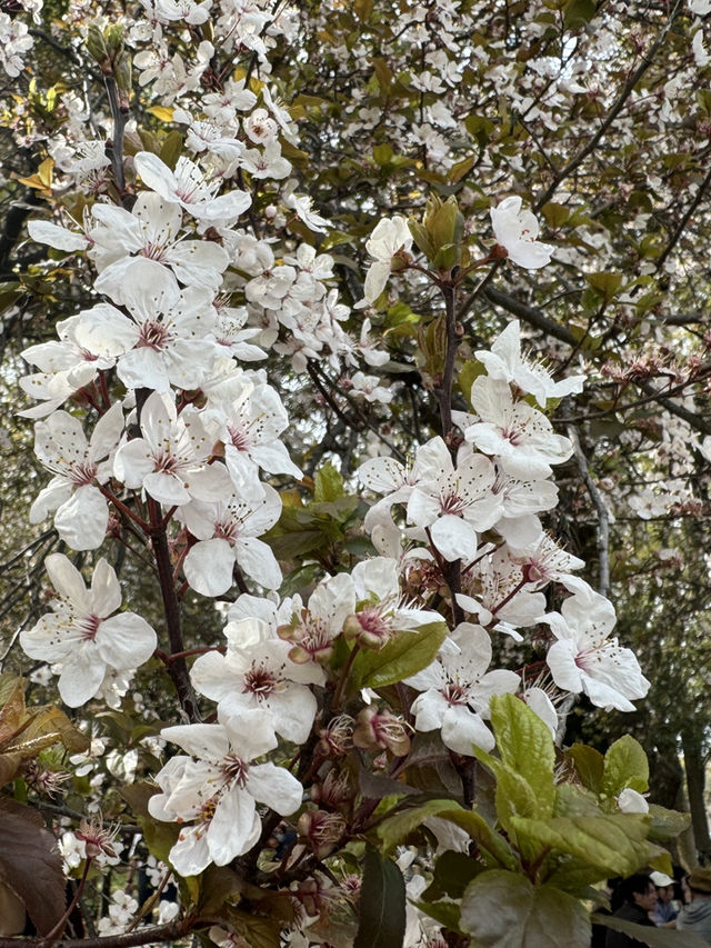 大阪西之丸庭園的櫻花夢：含苞待放的絕美瞬間 🌸✨