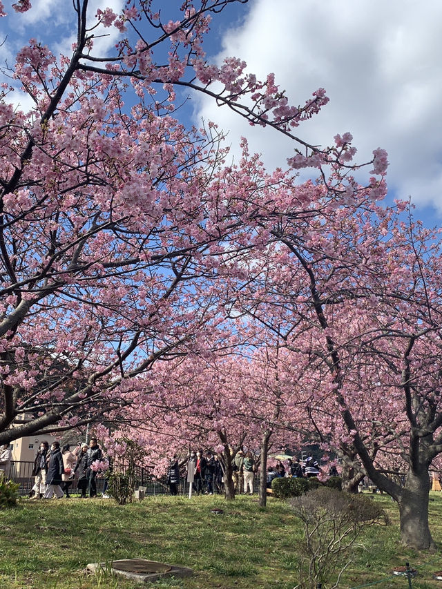 東京河津早櫻盛開的難忘之旅 🌸✨