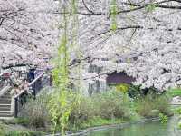 京都櫻花絕景~🌸滿開櫻花的感動「伏見十石舟」