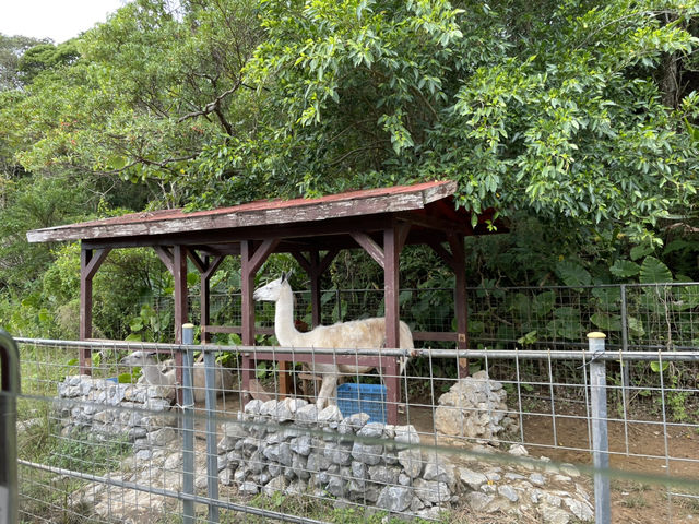 沖繩親子遊必去——名護自然動植物園