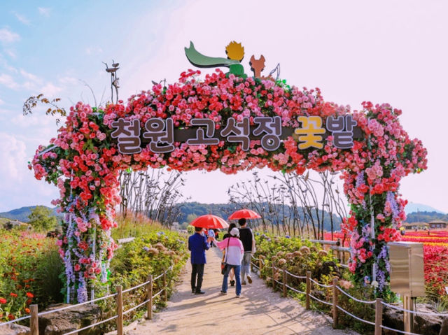 A Beautiful Experience at the Cheorwon Flower Festival