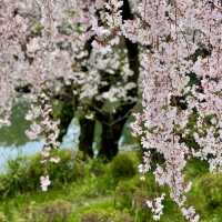 桜の名所。リフレクションも美しい。