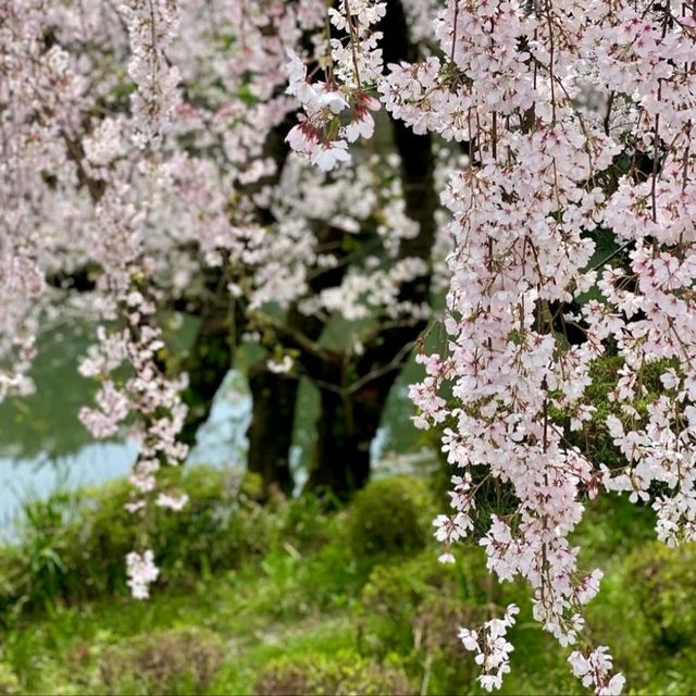 桜の名所。リフレクションも美しい。