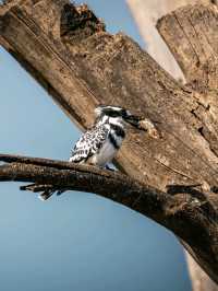 Day Trip to Lake Naivasha and Crescent Walking Safari - See Wild Fish Eagles Hunt!