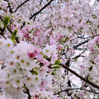 🌸 **釜山水營江邊步道櫻花觀賞遊覽分享** 🌸