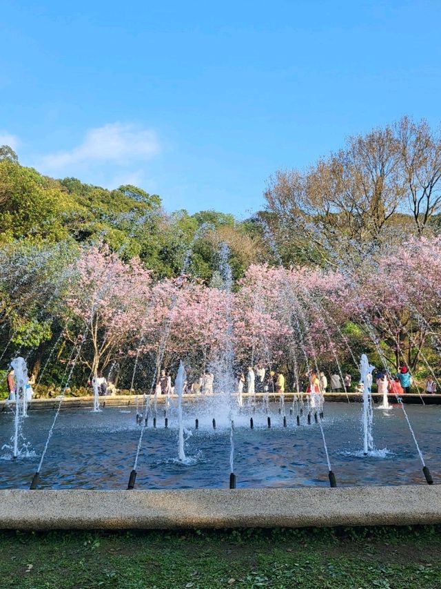 櫻花雨超浪漫！陽明山這條步道美到不想回家