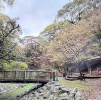 🌸 **福岡西公園櫻花觀賞遊覽分享** 🌸