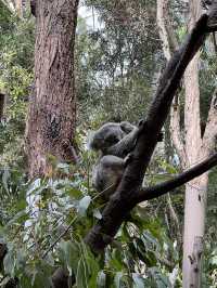 可倫賓野生動物保護園到此一遊