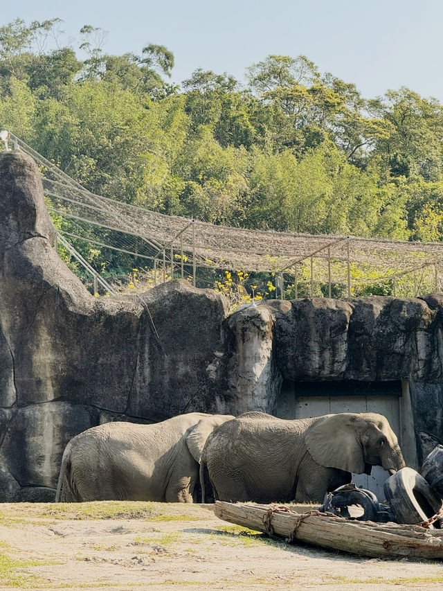 Taipei Zoo 🐒