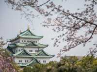 Chasing Sakura at Nagoya Castle 🌸