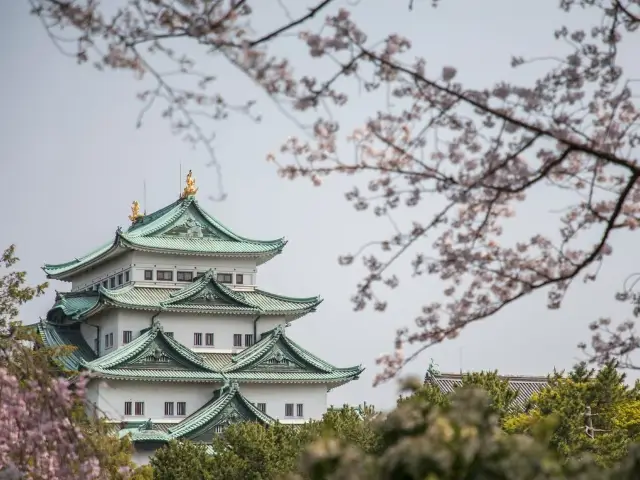 Chasing Sakura at Nagoya Castle 🌸