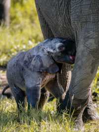 Wildlife Galore! 3 Days in the 1500km² Masai Mara!