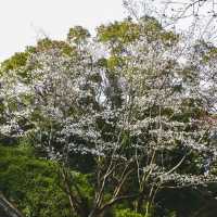 天城展望台•櫻花與海港美景
