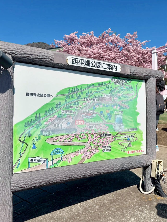 MATSUDA CHERRY BLOSSOM FESTIVAL | A PINK PARADISE IN FULL BLOOM 