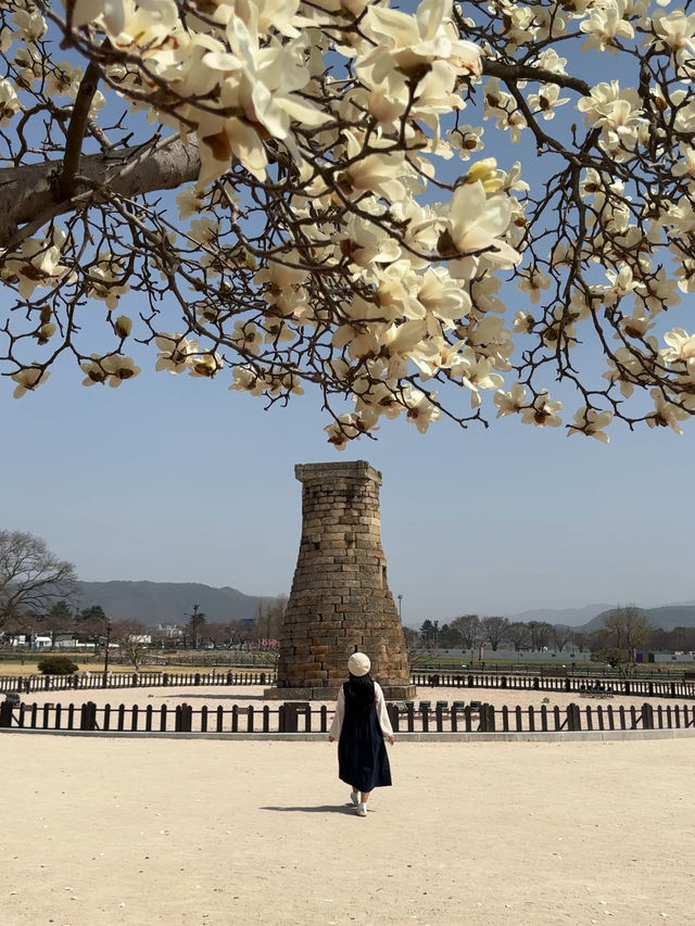 목련보고싶으면 가기좋은 경주 여행코스🤍