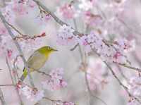 Chasing Sakura at Hokkebadu Flower Garden in Ukiha City