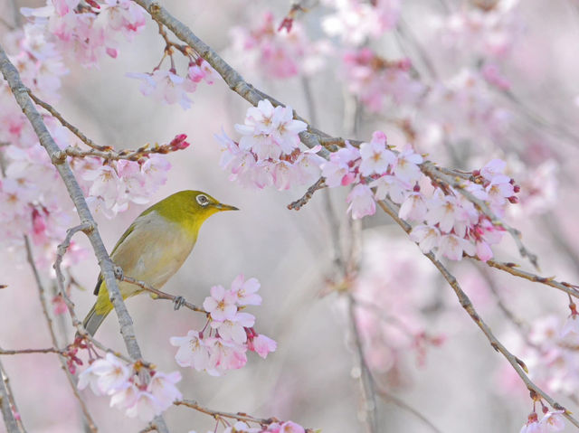Chasing Sakura at Hokkebadu Flower Garden in Ukiha City