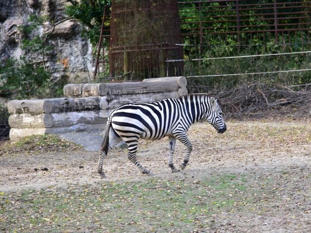 活力 . 愛媛県立とべ動物園