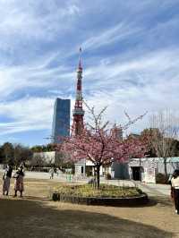 Spring Bliss at Shiba Park: A Hidden Cherry Blossom Spot