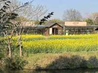 A Golden Surprise in Wuzhen: Seas of Rapeseed Blossoms