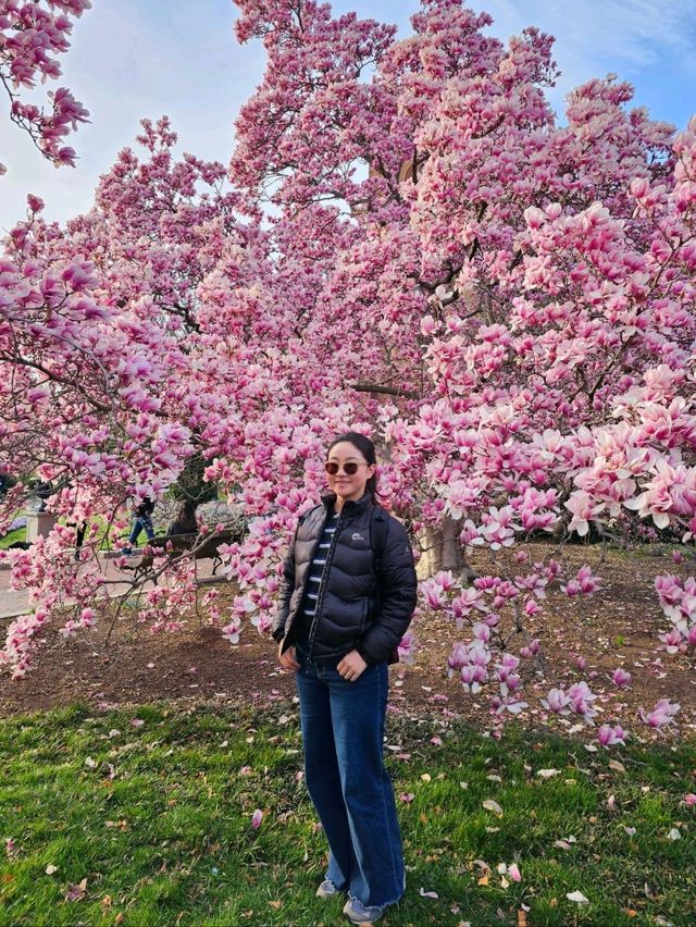 🇺🇸 미국 워싱턴 목련 명소를 소개합니다 🌸